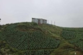सडकले पछि परेको शैलुङ कृषिमा आत्मनिर्भर बन्दै
